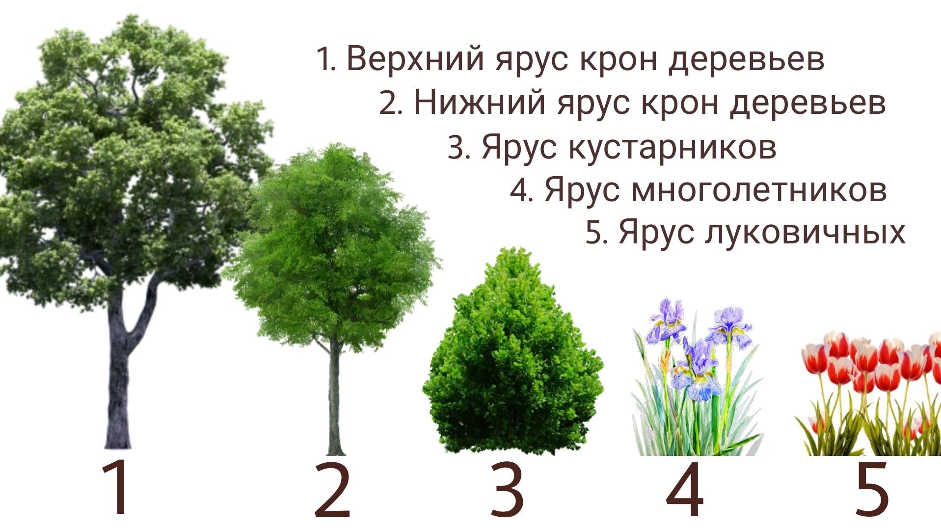 Ярусность растительного сообщества схема. Мох ксантория. Растения третьего яруса. Растения первого яруса леса. Растения 4 яруса.