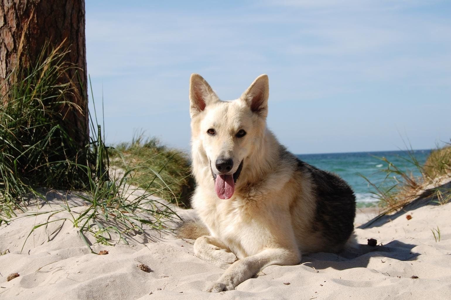 Собака порода для пляжа