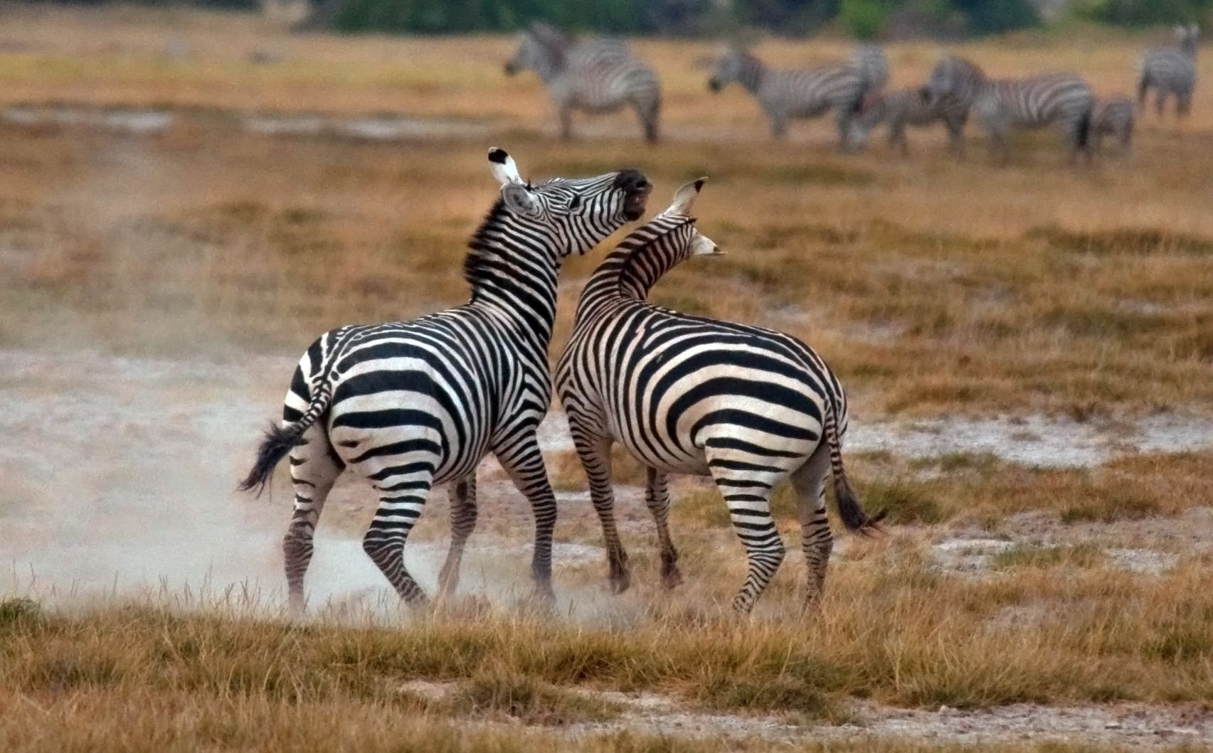 Животные разные полоски у зебры. Zebra звук. В какую полоску Зебра. Почему у зебры полоски. Зебра аудио
