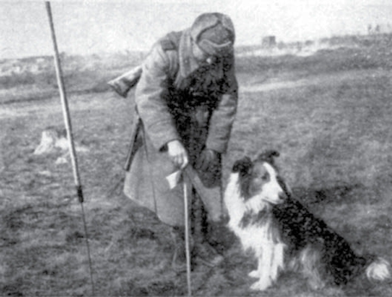 Собаки миноискатели на войне 1941 1945 фото