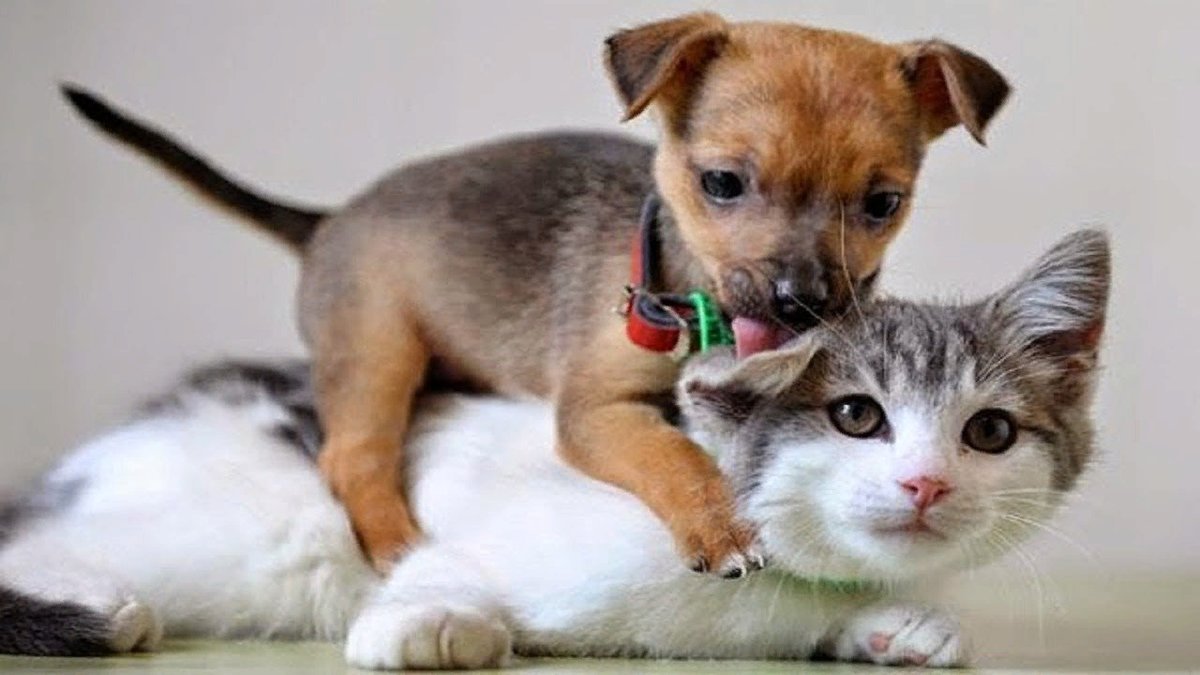 фото милых собак и кошек