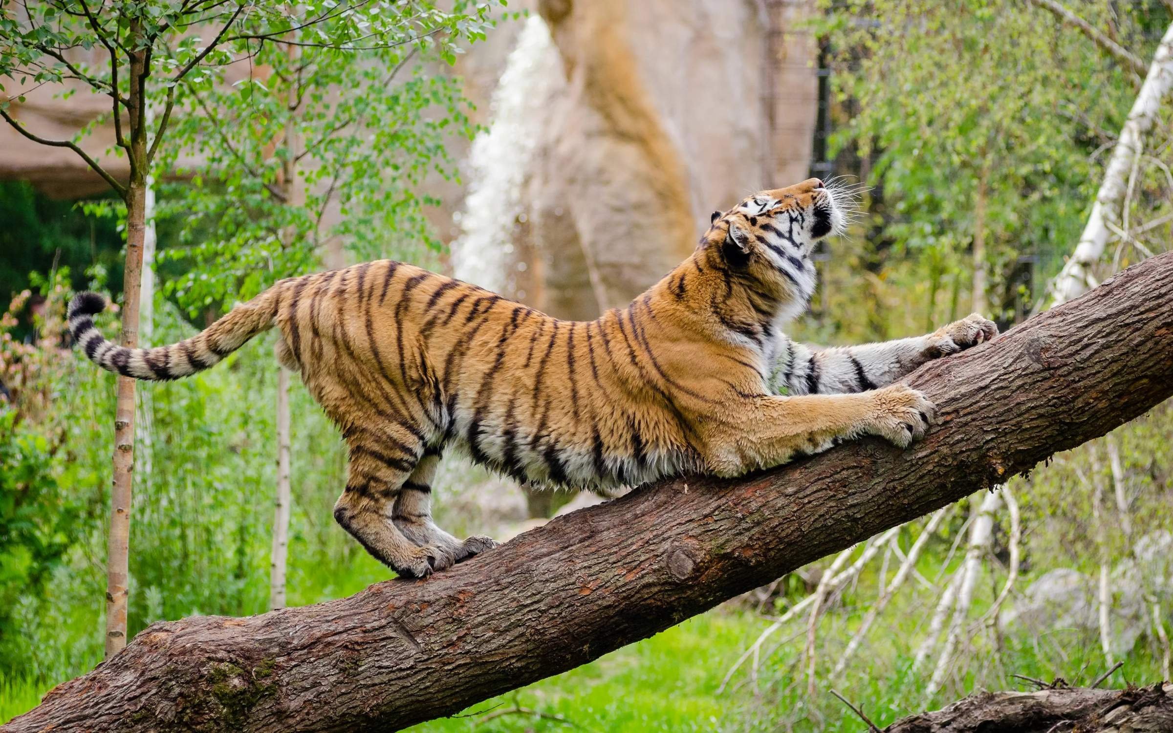 дальневосточный тигр. тигр на дереве. уссурийская тайга амурский тигр. уссурийская тайга амурский тигр. тигр обои.