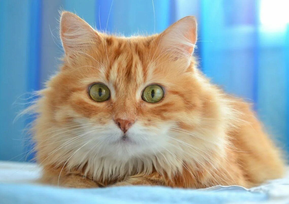 Породы кошек с рыжими глазами. Сибирская кошка рыжая короткошерстная. Сибирский кот короткошерстный рыжий. Рыжие Сибирские коты короткошерстные. Сибирская кошка рыжая пушистый.