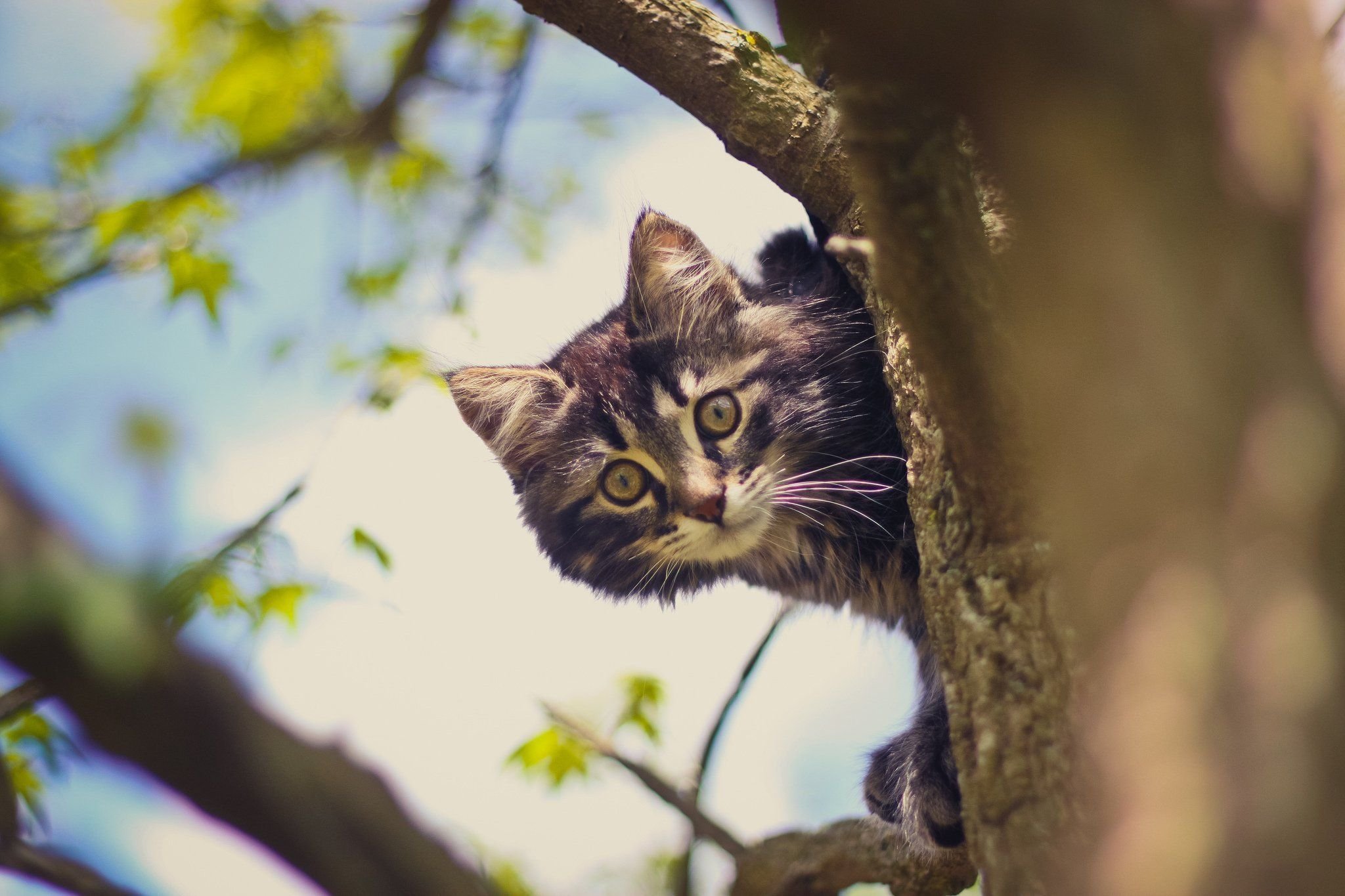 Картинки кошек на дереве