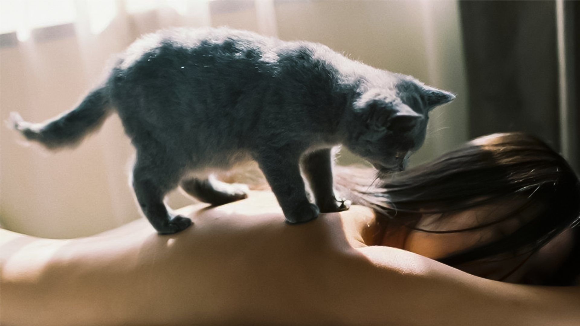 Почему кошки топчут нас лапками по волосам