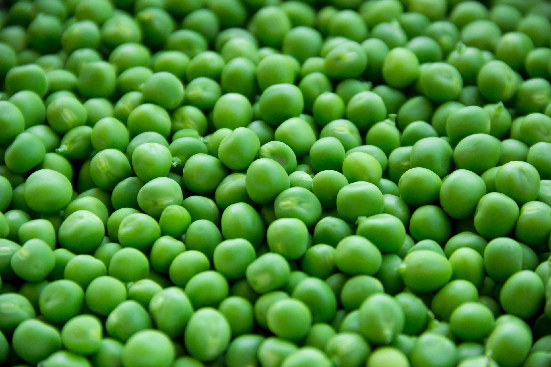 Горох пищевой. Green Peas горошек. Горох КИШ Миш. Горох зеленый Мадрас. Зеленый горошек молодой.