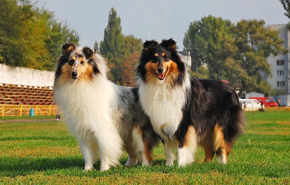 Шелти блю мерль. Колли в живописи. Колли беричи. Колли монсолана. Колли шелти бордер колли.