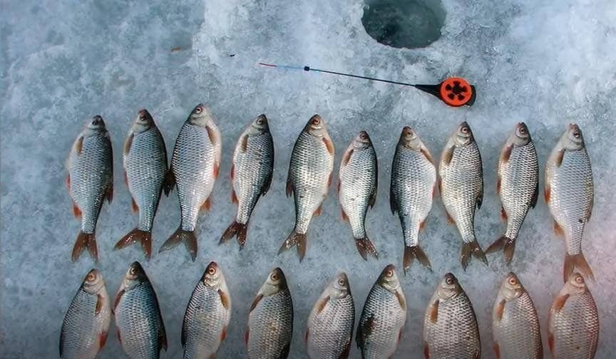 Плотва зимой. Чебак и плотва. Мормышки на плотву. Калининградская плотва. Аральская плотва.