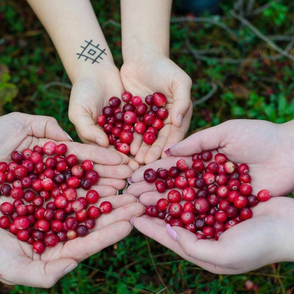 Cranberries day. Ягода для иммунитета самая полезная. Самая маленькая ягода. Ягоды полезные для иммунитета. Фрукты и ягоды для иммунитета.