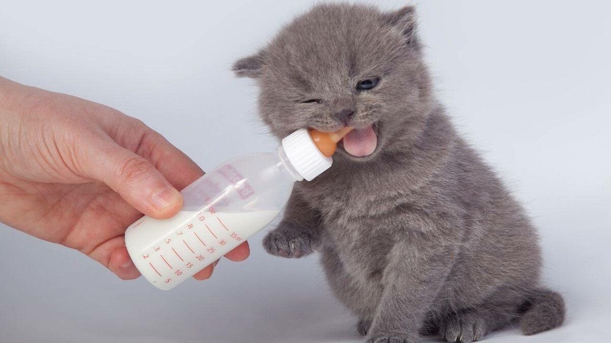 Со скольки кормят котят. Бутылочка для котят. Котенок пьет из бутылочки. Котенок пьет молоко. Котенок пьет молоко из бутылочки.
