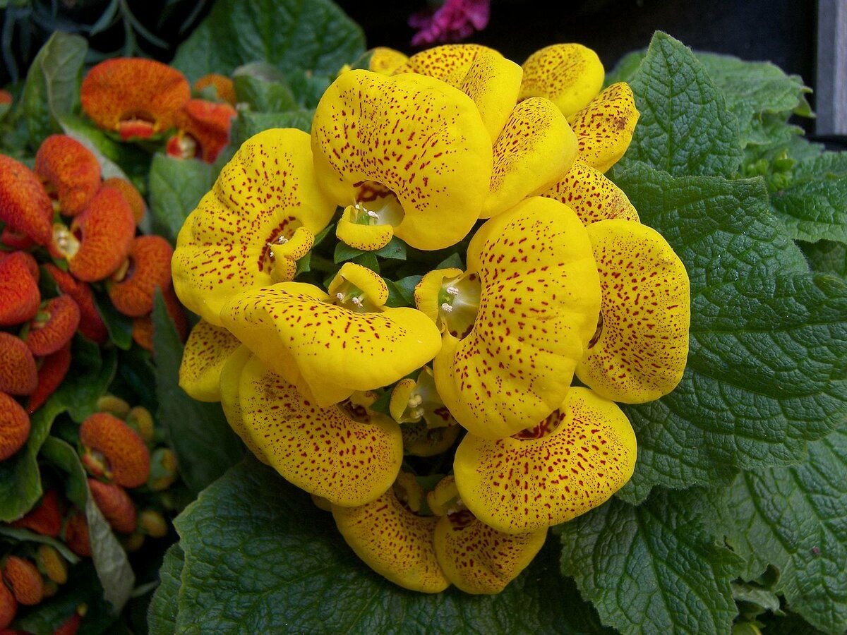Комнатный цветок цветет желтым. Цветок башмачок кальцеолярия. Кальцеолярия морщинистая. Кальцеолярия Данти. Цветок кальцеолярия гибридная.