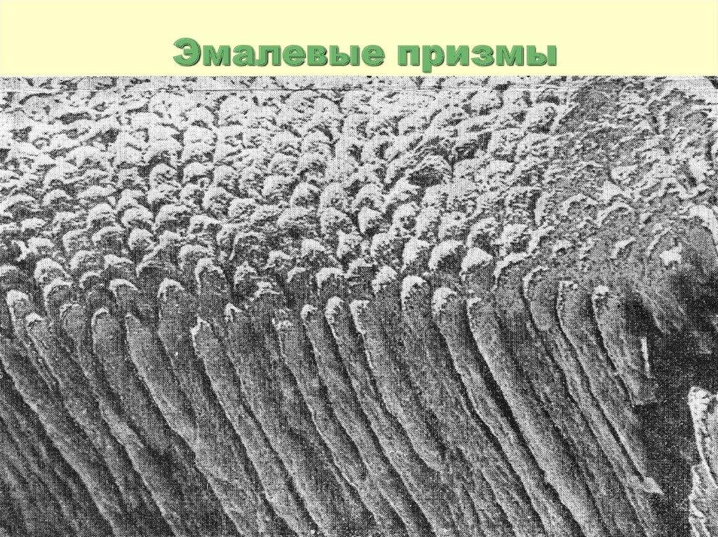 Эмалевый зуб. Строение эмали зуба гистология. Строение эмали зуба эмалевая Призма. Строение эмалевой Призмы гистология. Эмалевые Призмы зуба гистология.