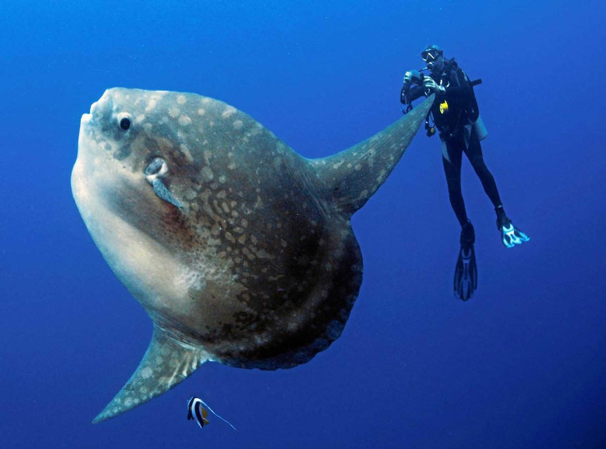 Рыба луна. Mola Mola рыба. Рыба Луна мола мола. Sunfish рыба. Рыба Луна Санфиш.