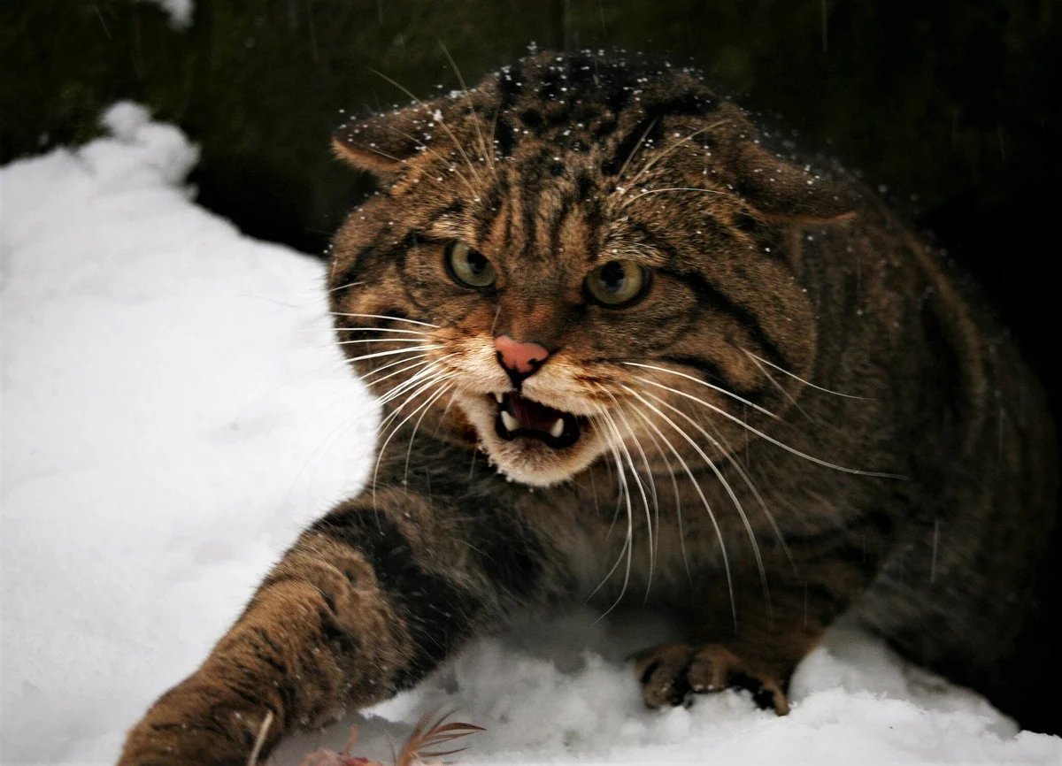 Дикий кот слушать. Кавказский дикий Лесной кот. Шотландский дикий Лесной кот. Дальневосточный Лесной кот. Дальневосточный Амурский Лесной кот.