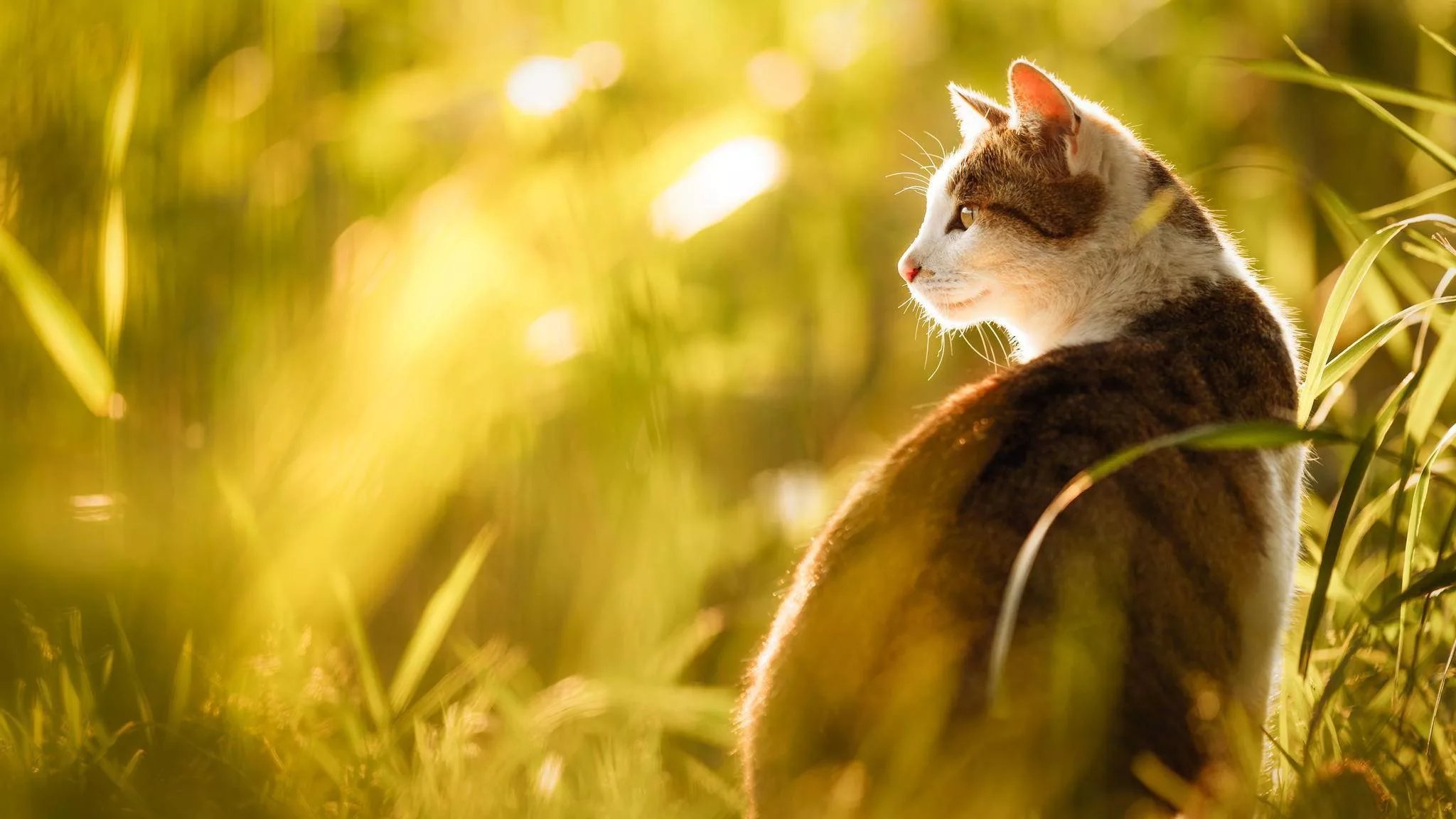 Кошка в лучах солнца