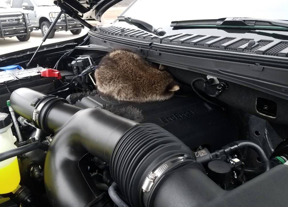 Кошка под капот. Под капотом автомобиля. Кошка под капотом. Что под капотом у машины.