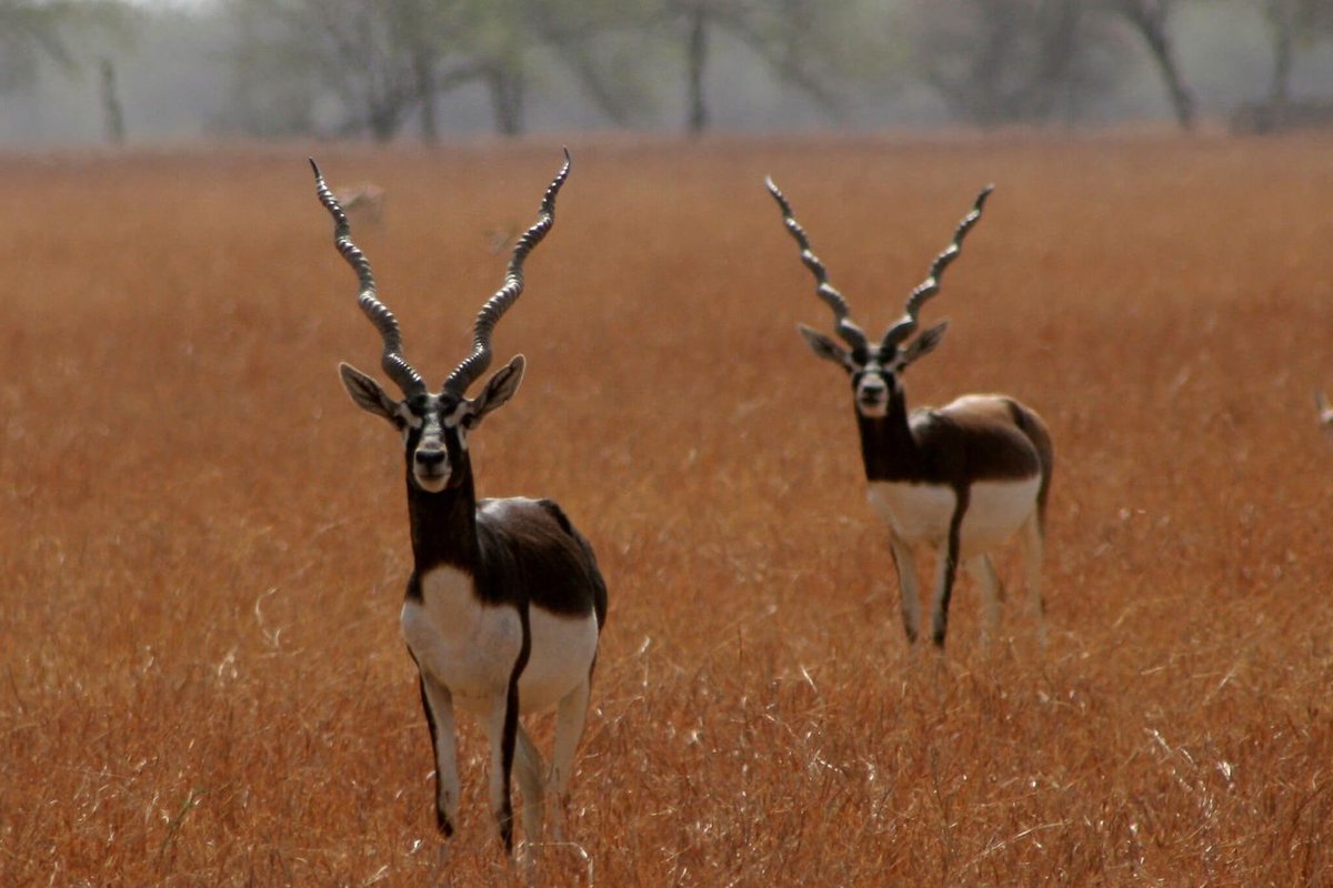 Animals of india 5 класс. Винторогая антилопа гарна. Антилопа Blackbuck. Велавадар. Антилопа в Индии.