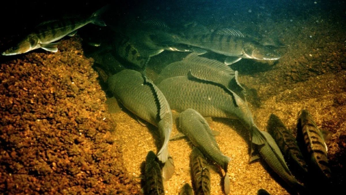 зимовальная яма для рыб что это. зимовальная яма для рыб что это. сомовья зимовальная яма. донная яма. зимовальные ямы подводная охота.