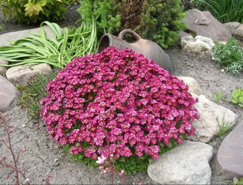 Фото цветов для альпийской горки с названиями растений