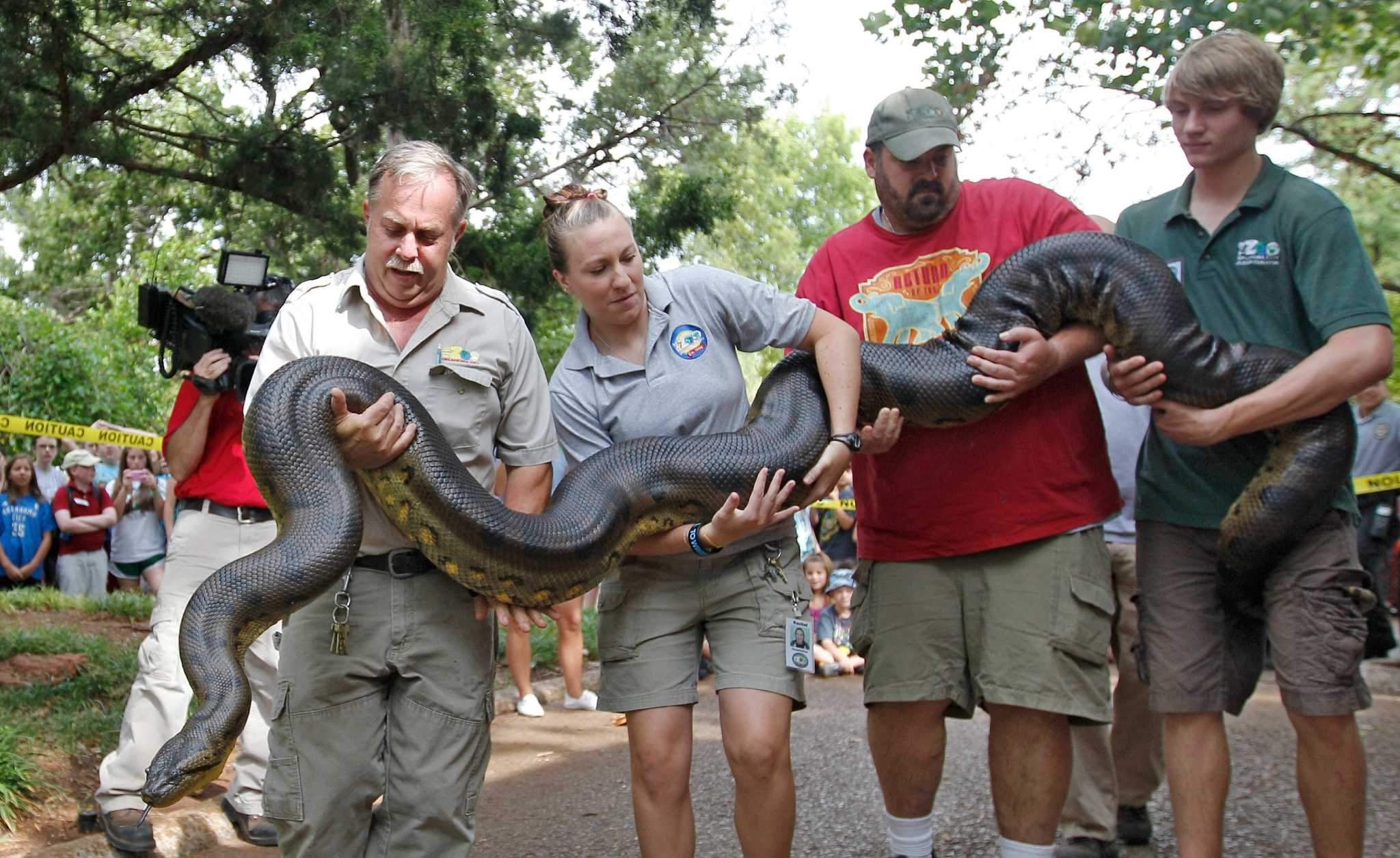 Самых крупных змей в мире