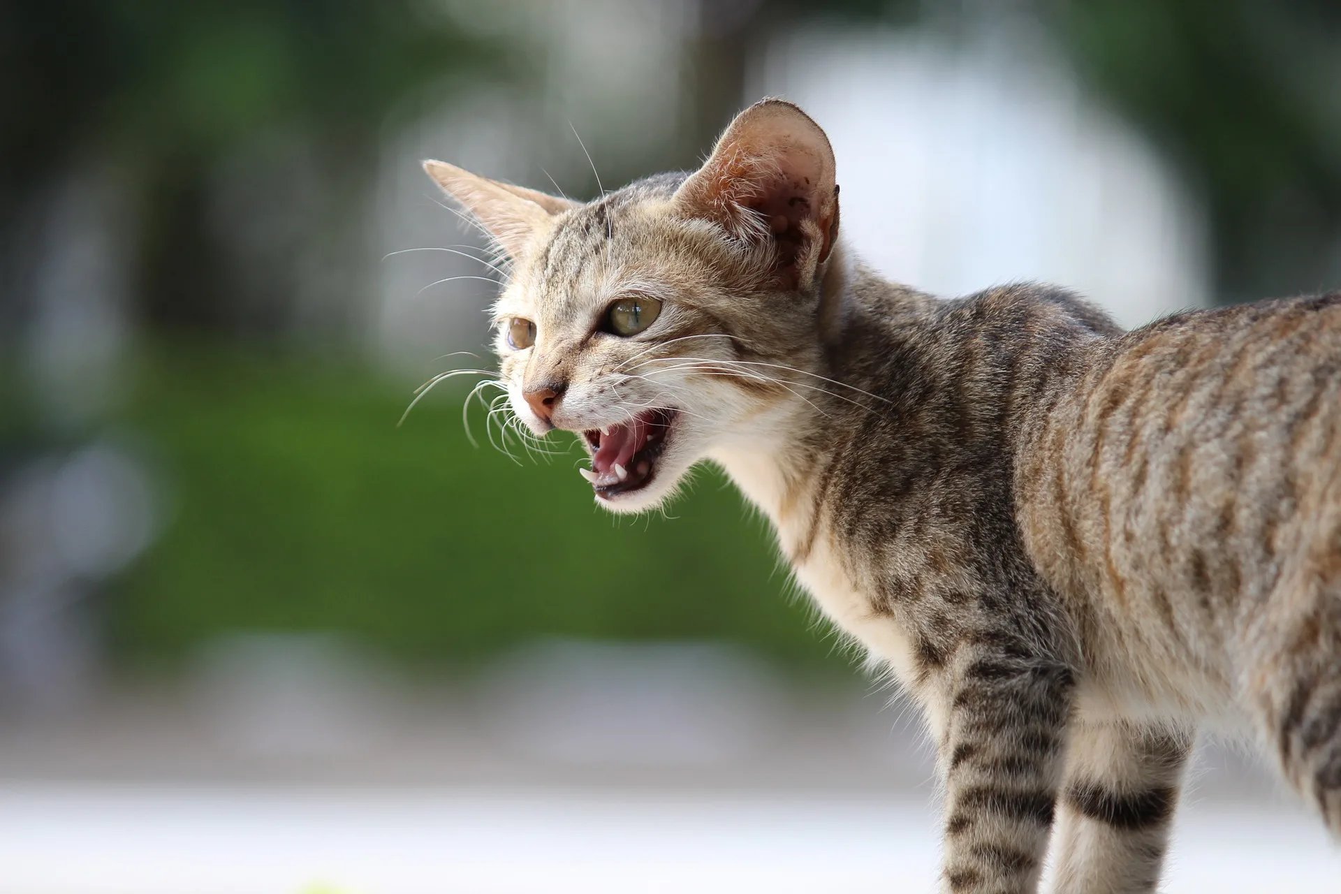 Почему кошки мяукают. Мяуканье кошки. Котик мяукает. Кошка мяучит. Кот рычит.