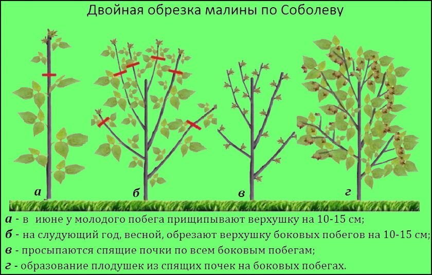 Как обрезать малину видео. Двойная обрезка малины по Соболеву схема сроки. Обрезка ремонтантной малины весной схема. Обрезка малины весной схема. Обрезка ремонтантной малины по Соболеву схема.