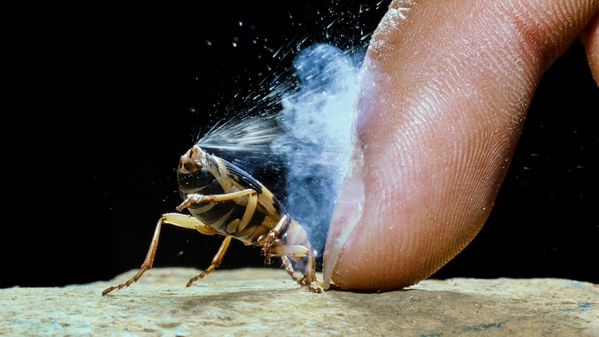 жужелица бомбардир. Brachinus crepitans. жук плюющийся кислотой. как защищаются жуки. как защищаются животные.