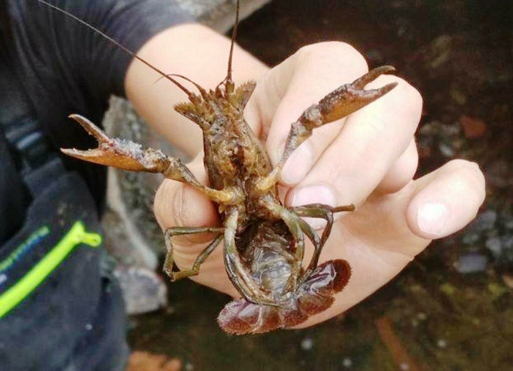 Живут ли раки в воде. Место где держат раковых.