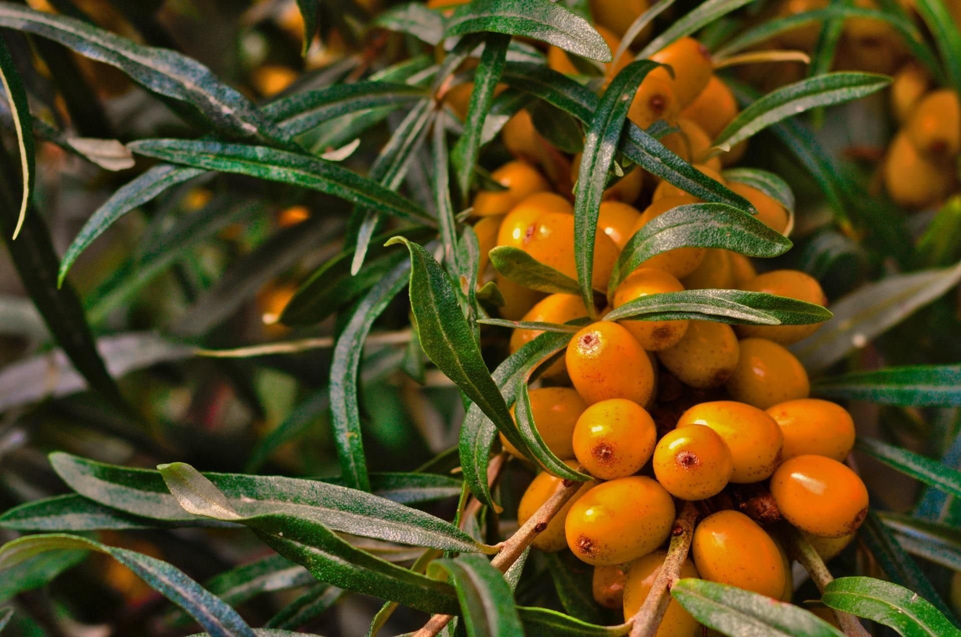 Sea Buckthorn облепиха что это