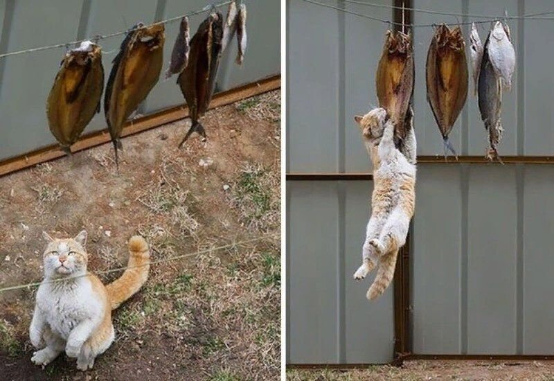 Висеть или весеть. Кошка ворует рыбу. Кот стащил рыбу. Прикол кот утащил рыбу. Животные воруют.