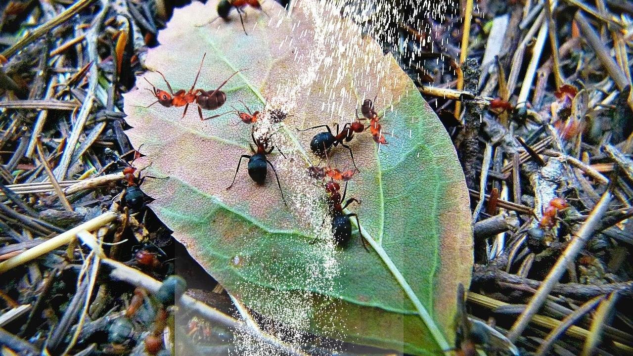 Муравьев пропасть. Муравьи Садовники. Незламни Мураши. Непереможни Мураши. В межсезонье муравьи пропадут.