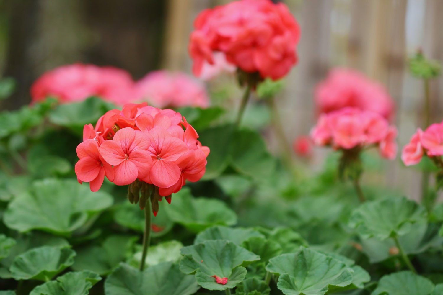 Фото герани. Пеларгония зональная красная. Red Pimpernel пеларгония. Пеларгония зональная цветение. Пеларгония Pacific Salmon Red.