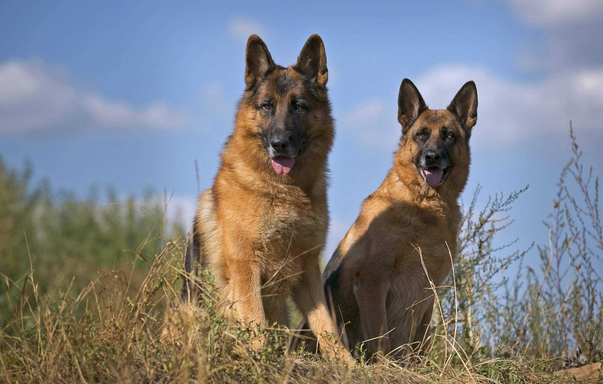 Собаки фото овчарки немецкой овчарки