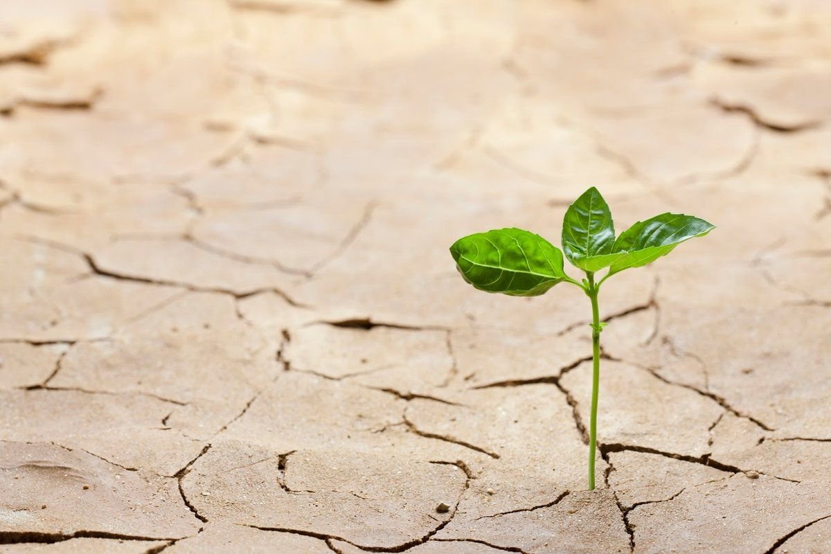 засушливые растения. селин растение пустыни. селин растение пустыни. засушливые растения. засуха пиксабай.