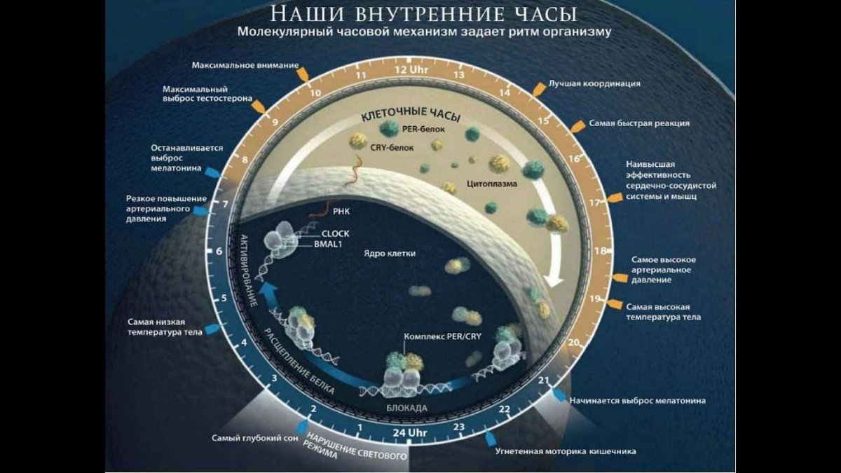 Биологические часы или как прожить долго презентация