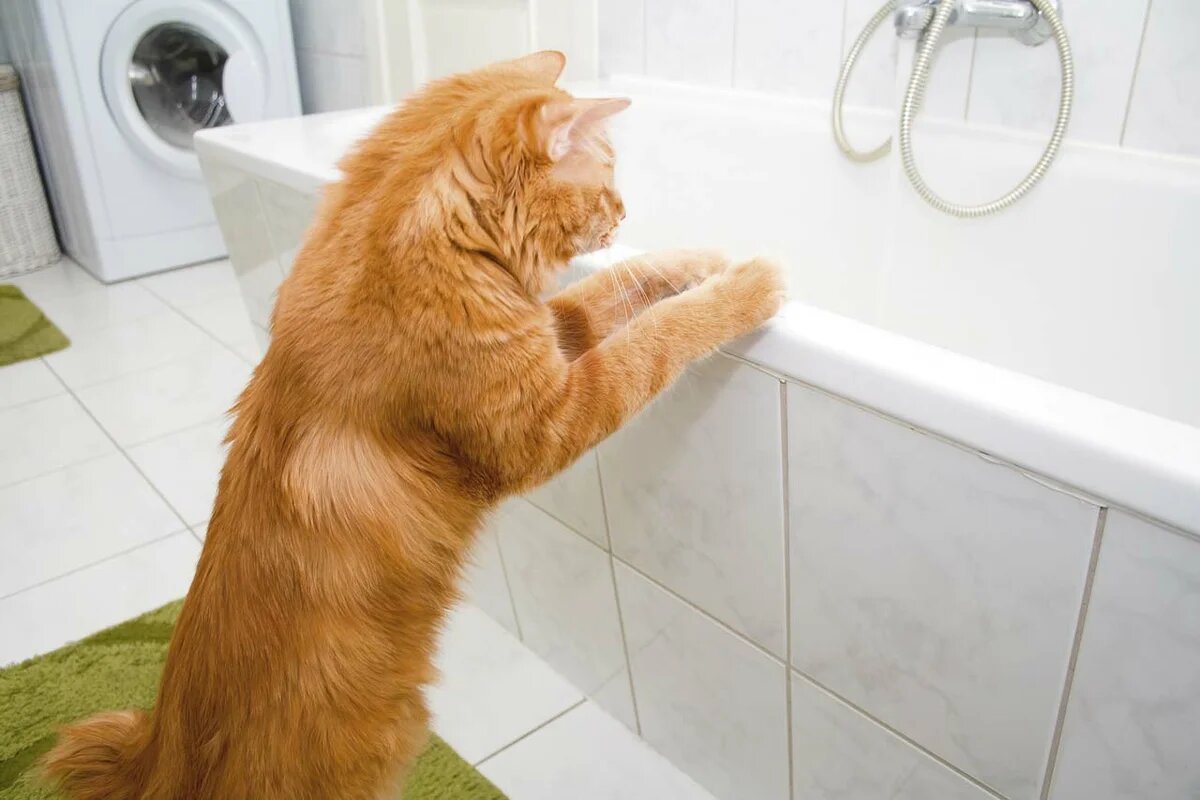 Рыжий кот в ванной