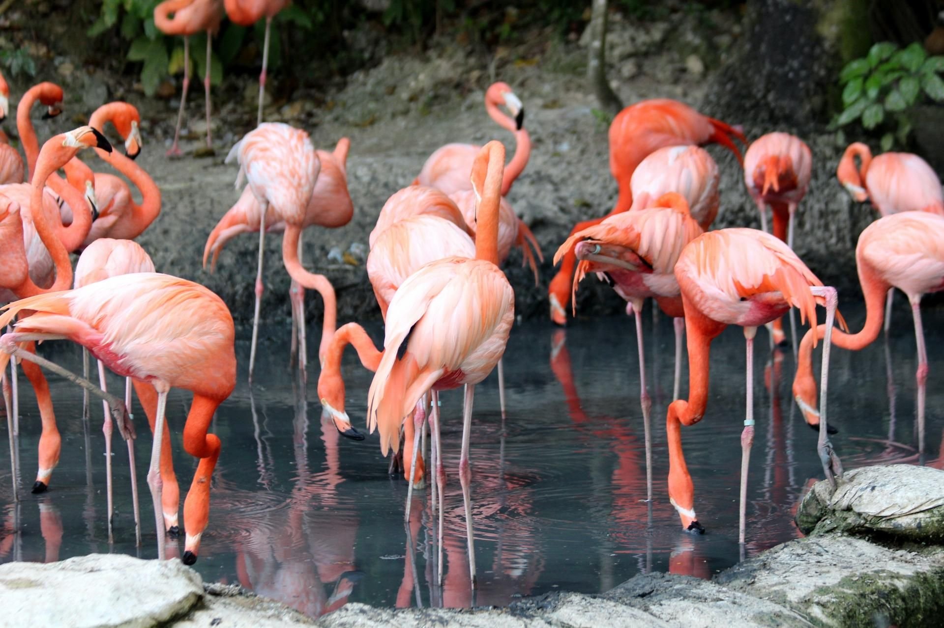Фламинго. Фламинго Флорида. Африканский Фламинго. Страус и Фламинго. Фламинго фото.