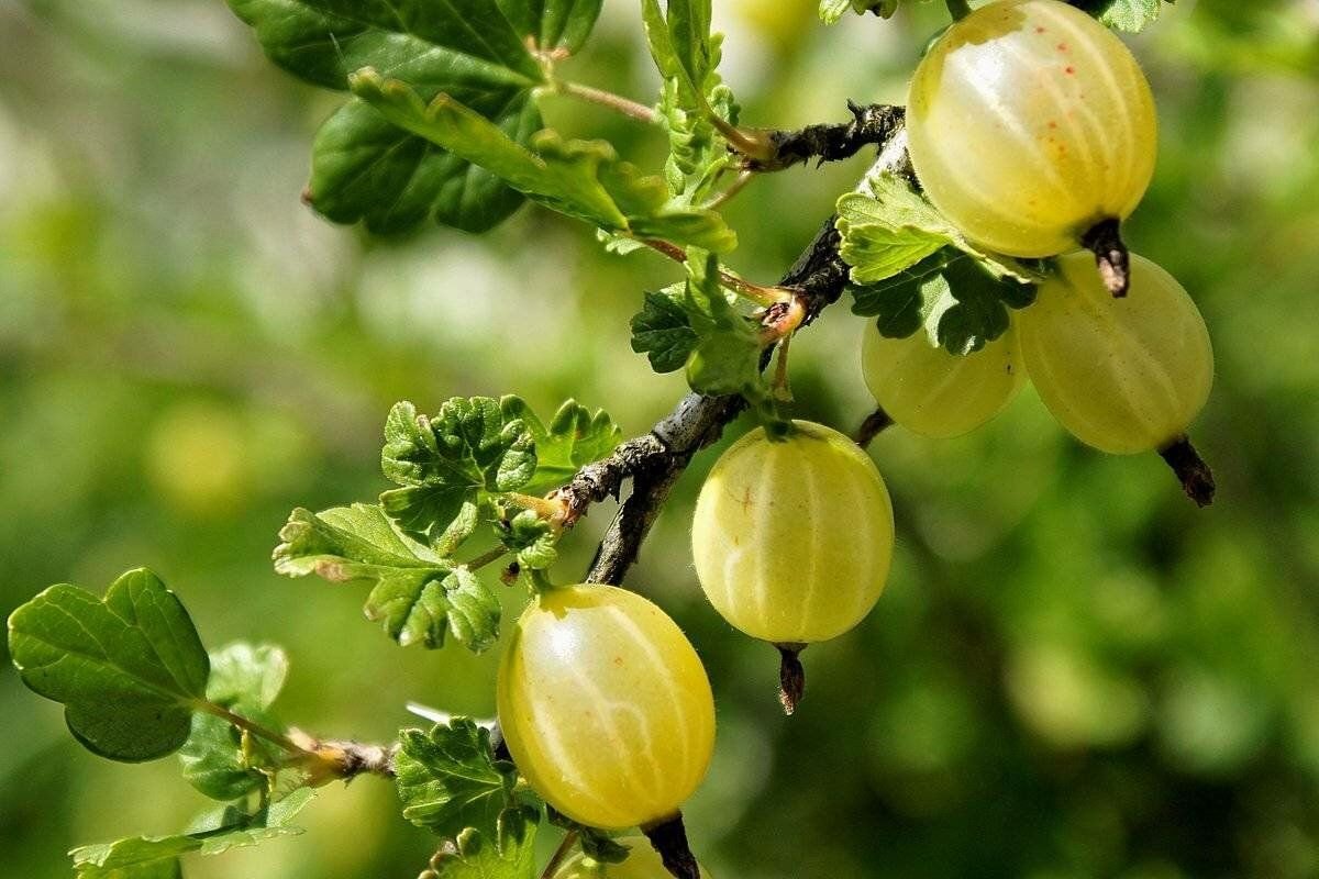 Крыжовник ягода. Крыжовник Куршу дзинтарс. Агрус крыжовник. Крыжовник обыкновенныи. Крыжовник Янтарный куст.