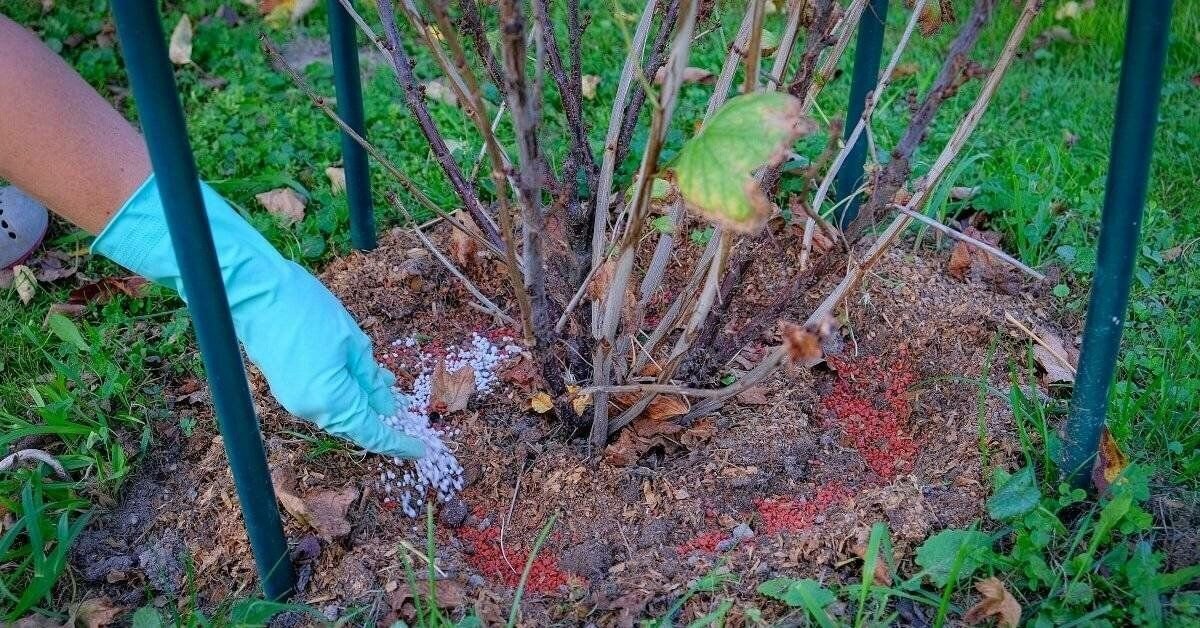 Подкормка весной летом и осенью. Подкормить смородину. Удобрение весной для смородины и крыжовника весной. Смородина куст подкормить. Подкормка смородины осенью.