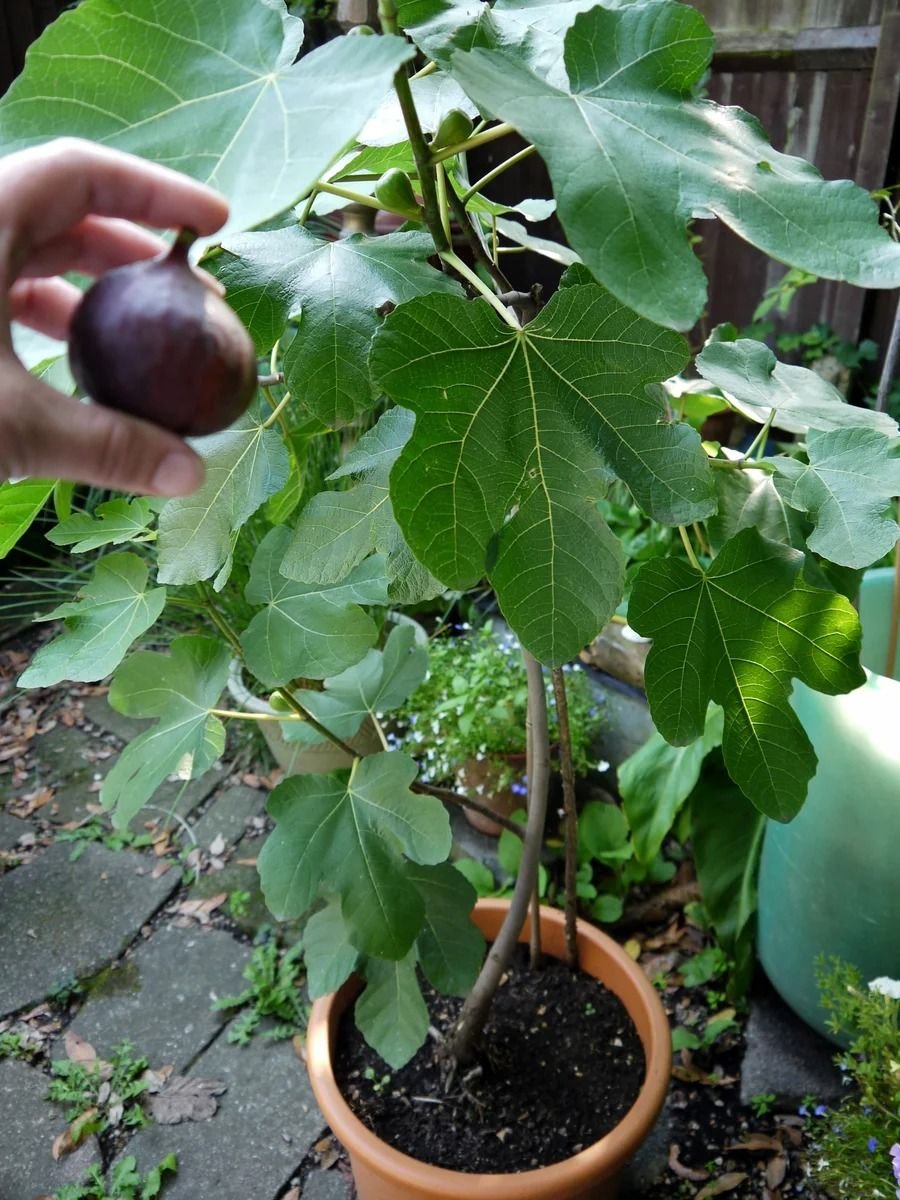 Инжир фиговое дерево. Как плодоносит инжир. Инжир абхазский фиолетовый. Инжир фиговое дерево смоковница. Инжир комнатный.