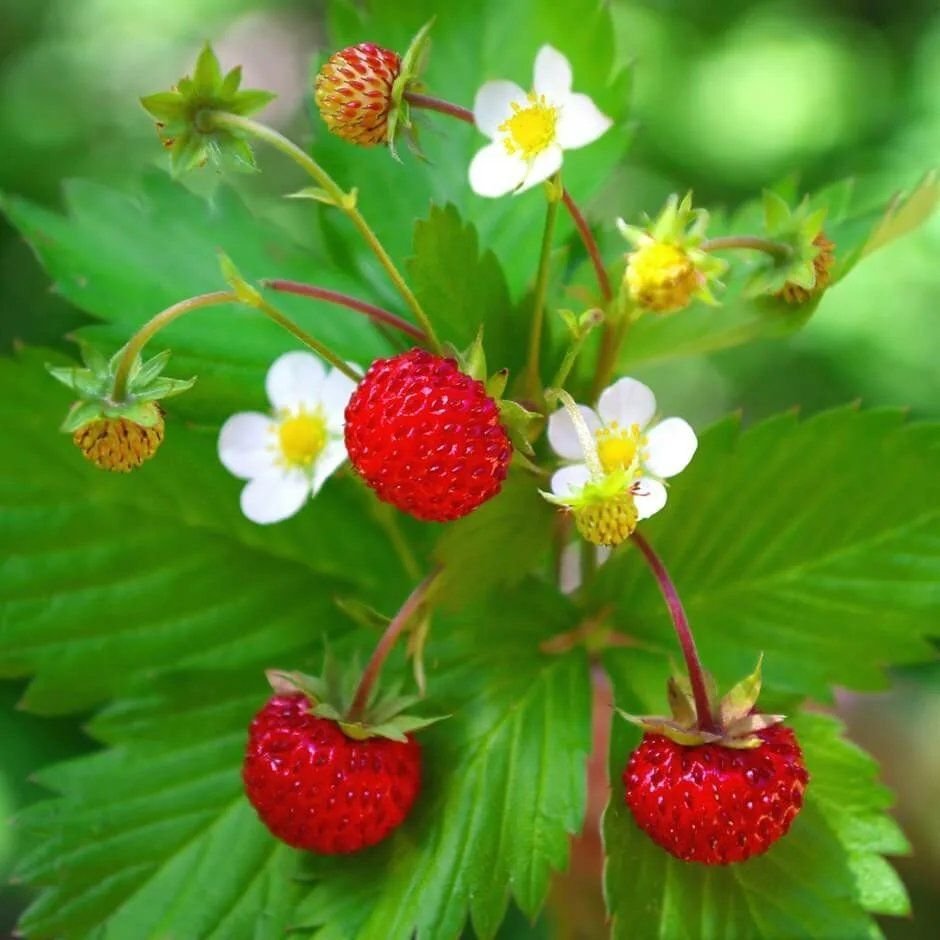 Земляника лесная. Земляника Лесная (flagariaversa). Fragaria vesca Alpine. Лесная земляника и Лесная клубника. Розоцветные земляника Лесная.