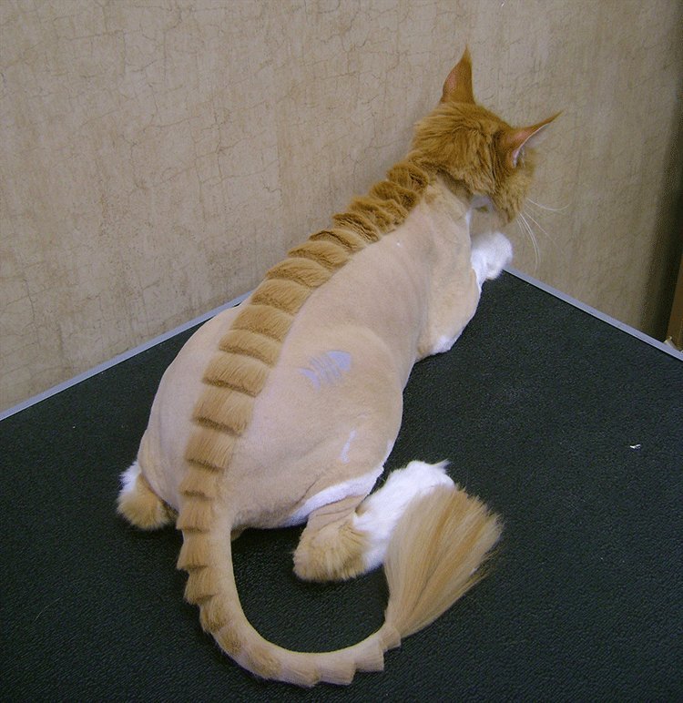 Как можно подстричь короткошерстную кошку
