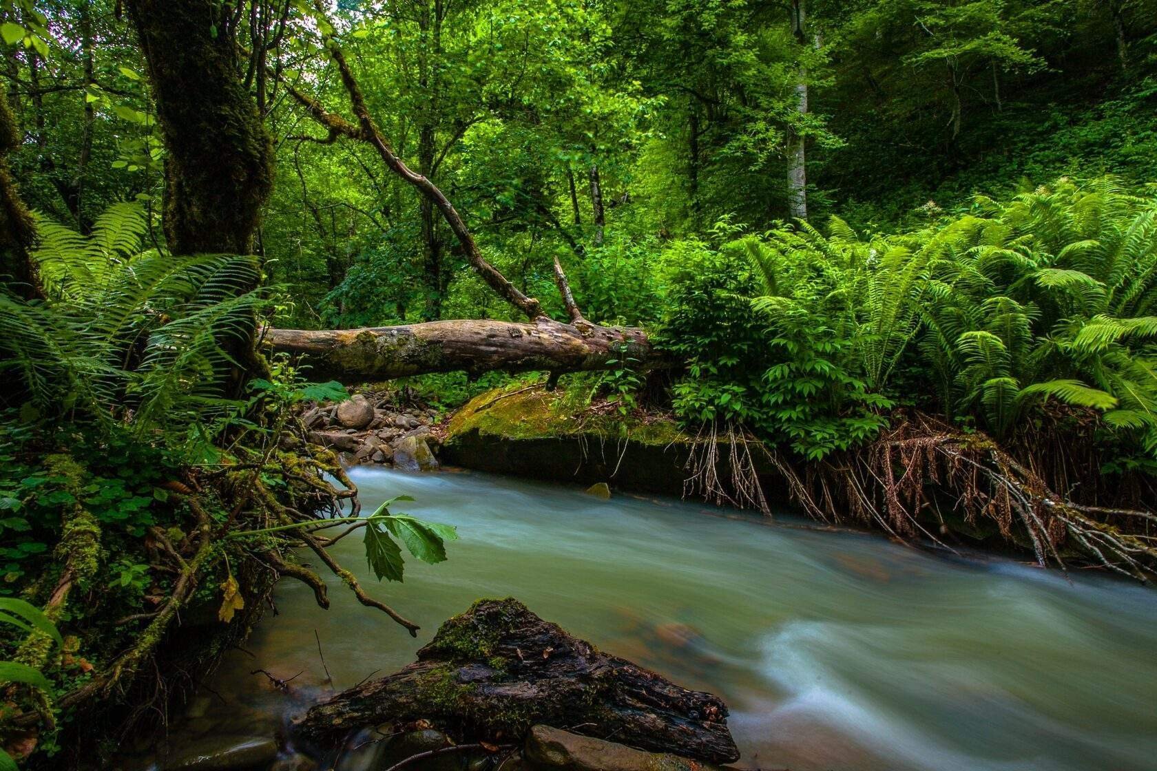 Самурский лиановый лес фото