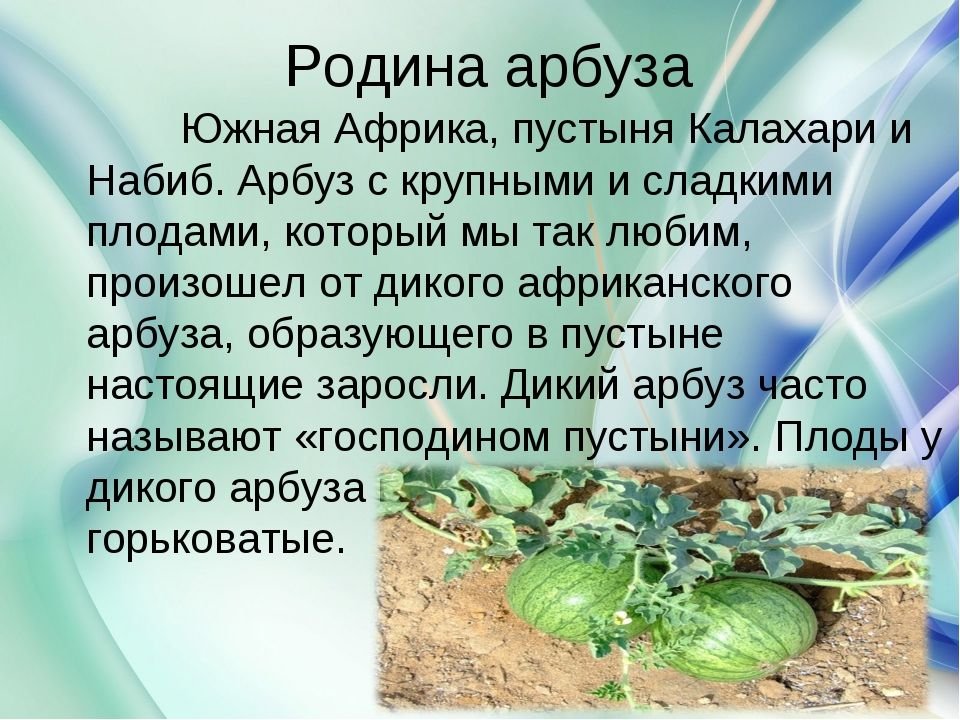 Культурное растение пришедшее к нам. Родина арбуза Африка. Культурные растения Арбуз. Арбуз история происхождения. Родина растения Арбуз.