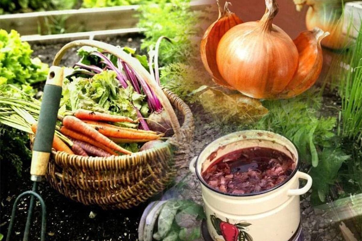 Настой из луковой шелухи для рассады томатов. Подкормка рассады томатов шелухой лука. Луковая шелуха для рассады. Подкормка рассады томатов шелухой лука. Полив луковым настоем.