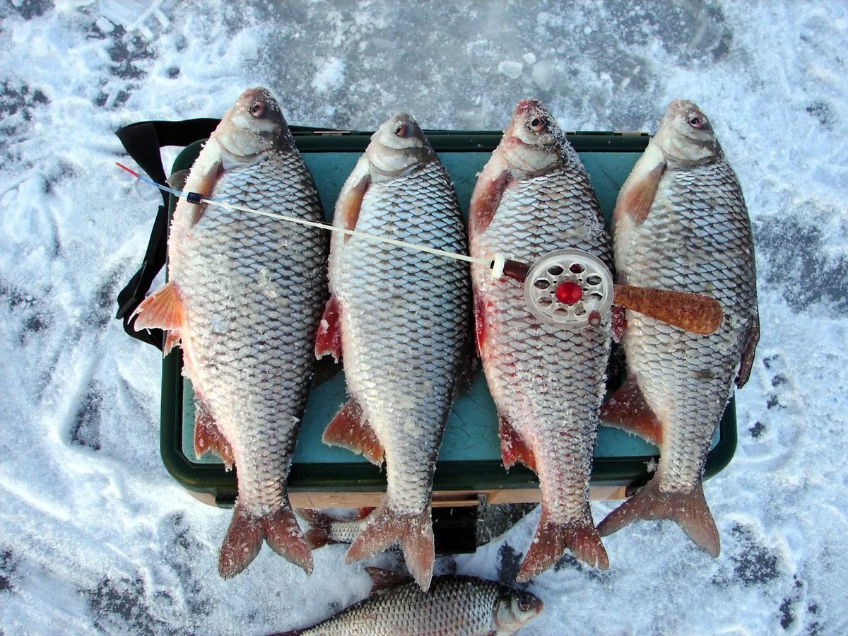 Ловля плотвы зимой. Рыба сорожка трофей. Сорожка рыба большая. Крупная плотва. Зимний улов плотвы.