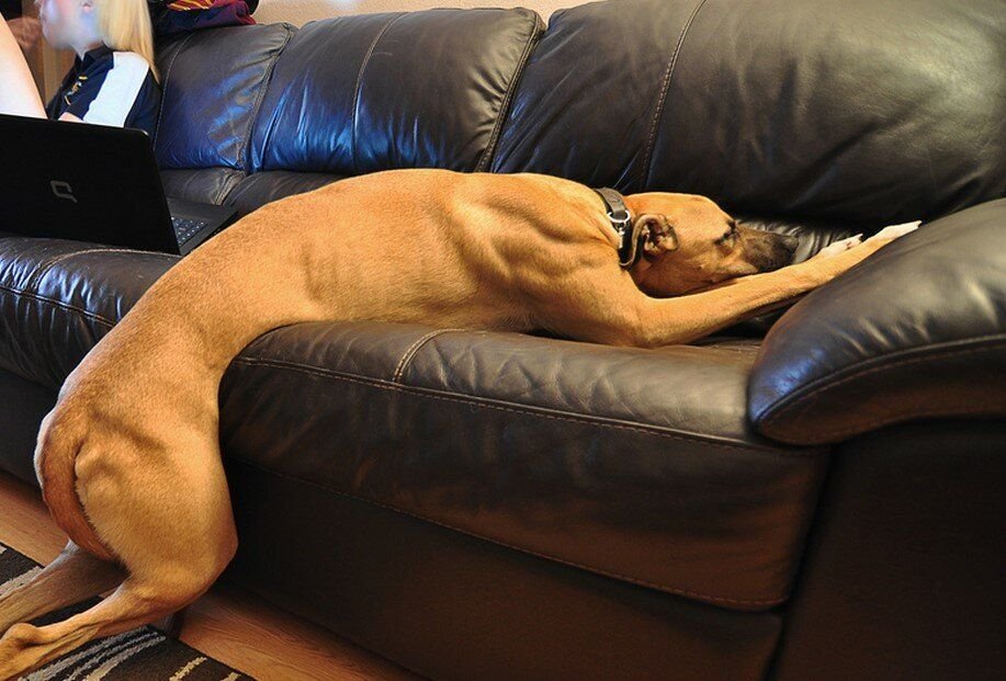 Голодный диван. Диван для собаки. Собака устала. Уставшая собака.