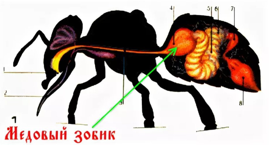 Система пчела. Система пищеварения пчелы. Зобик у пчелы. Строение пчелы зобик. Строение внутренних органов пчелы.