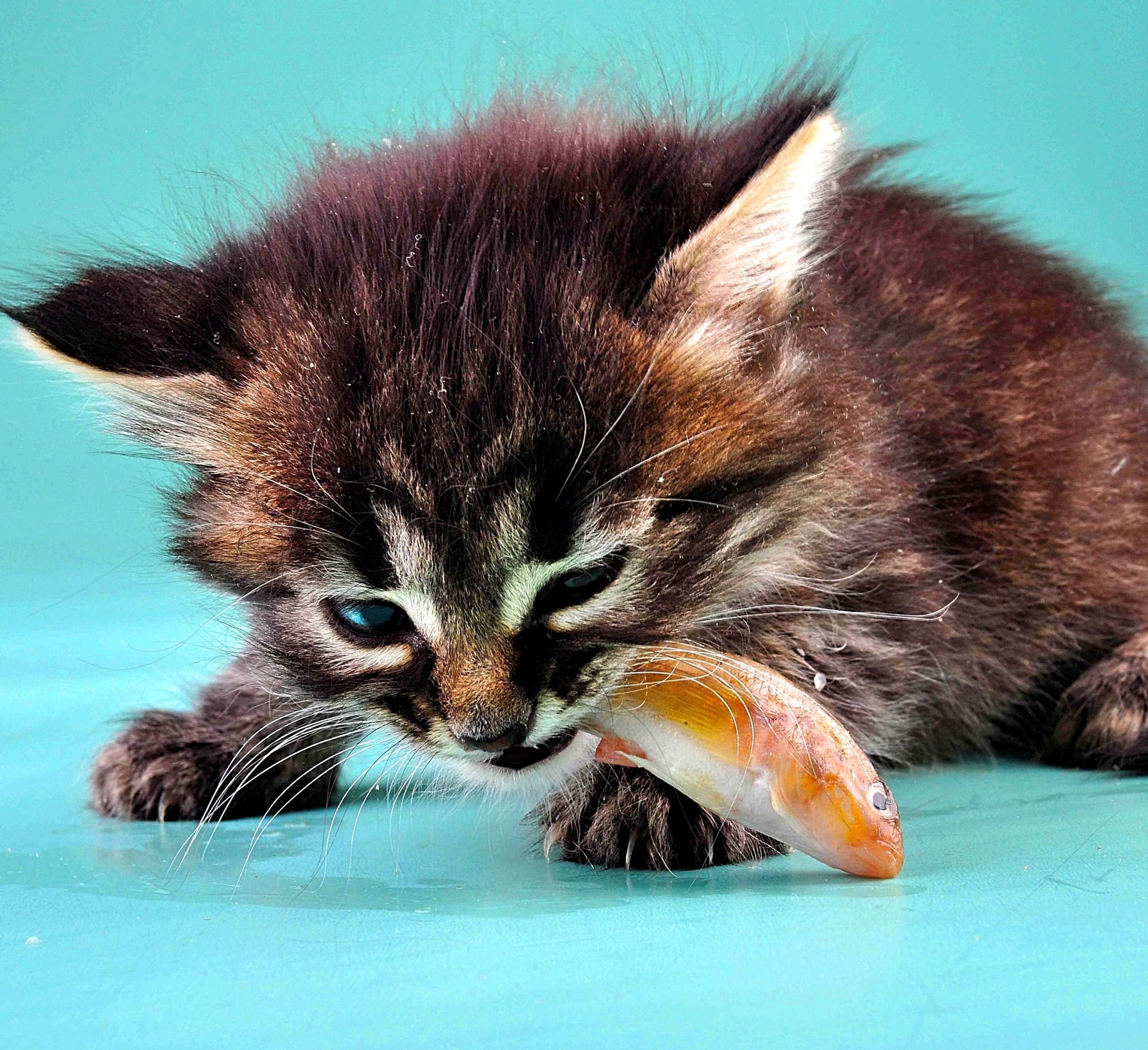 Приснились голодные. Голодный котенок. Котенок кушает. Кошка ест. Котенок с рыбкой.