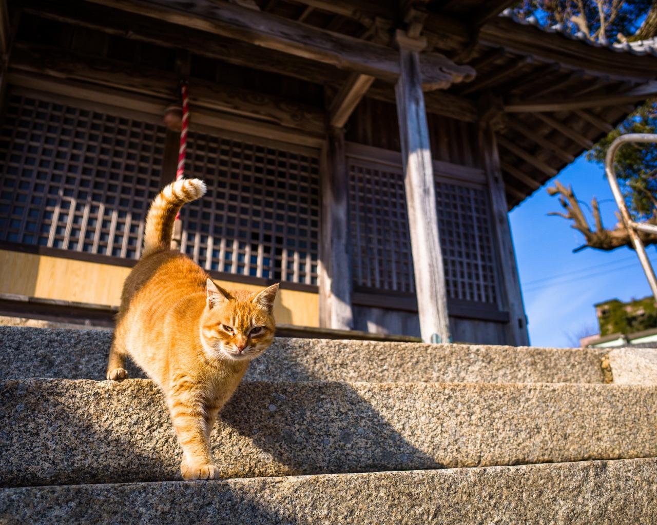 Котики в китае видео. Китайский кот. Японская кошка. Коты в Японии. Кошки в Корее.